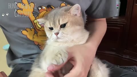 Funny Angry Cats 🤣 Don't Mess With These Cat 😾😾 Funniest Cat Reaction