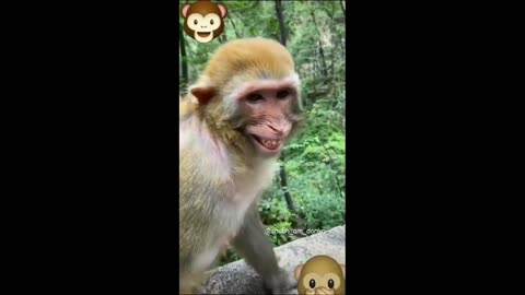 monkey inhales laughing gas. if u laugh you lose