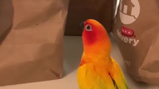 Happy parrot dances excitedly for groceries
