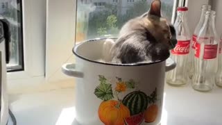 Kitty Wriggles Around In Cooking Pot