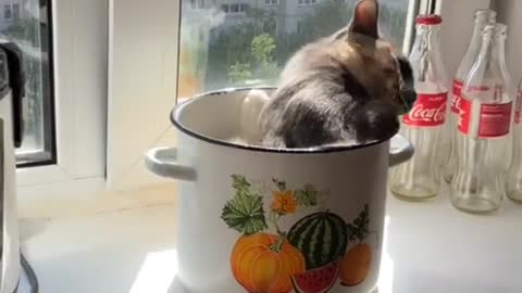 Kitty Wriggles Around In Cooking Pot