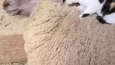 Cat sheep Cuddle