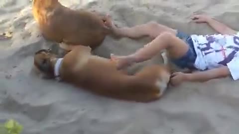 Little girl disturbs relaxing dog on the beach