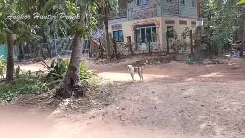 Fake Tiger Prank Dog Very Funny Try To Stop Laugh Challenge Prank Dog 2021