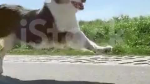 Dog running fast on road