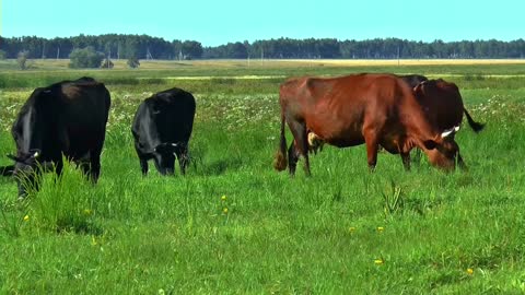 Hungry cows in the field)