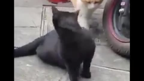 Cheating Cat with He First Girlfriends