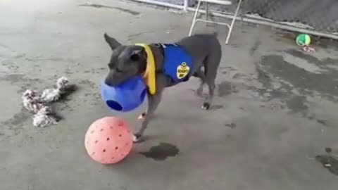 Dogy Playing with 2 Balls