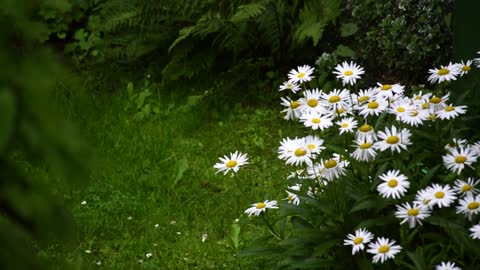 Flower video. Most beautiful flower!