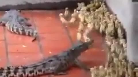 Alligators eat chicks by the pond