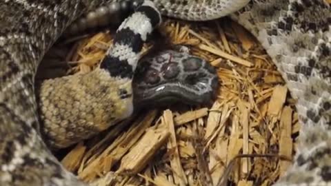 Unlivable Rattlesnake Gives Birth To Live Young After Carrying Eggs Inside