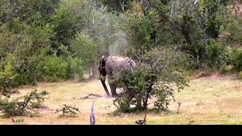 Adorable Young Elephant Takes a Playful Dust Bath in the Heart of Kenya's Wilderness!"