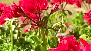 Colibri Bug, slow motion. Macroglossum stellatarum