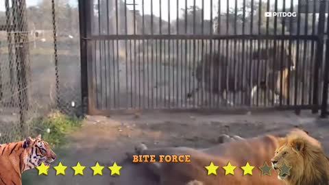 Lion VS Tiger | Tiger VS Lion Comparison Hd 2022 Video-PITDOG