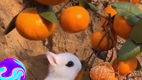 Cute Little Bunny Munching on Oranges