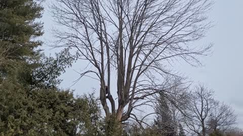 Professional Arborist at work, Arboriculteur Professionnel