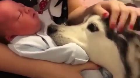 puppy coaxing baby to sleep