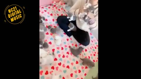 Funny Videos of Dogs, Cats, Other Animals, Kittens Puppies