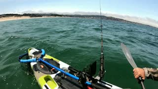 Great white Shark and Kayaker