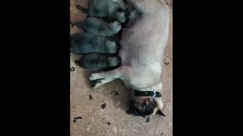 Four small pug to drinking the milk cutely from his Mother☺️
