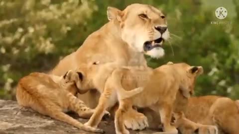 BEAUTIFUL_Lion_videos-Cute_lion_babay_and_Cute_Animals_|Pet's_world(360p)