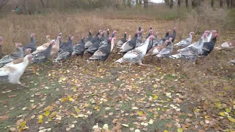 Domestic turkeys in the wild