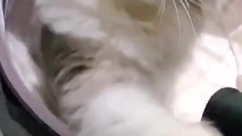 Cat loves to Play with her Owner