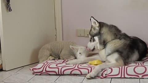 A Husky Falls In Love With A Lamb