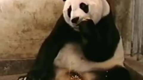 BABY PANDA SCARES THE MOTHER