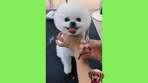 Cute 😍😍 and Funy Dogs 🐕 Compilation #4 | Relax Your Busy Mind For a While