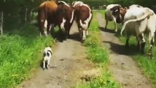 Dog Being Behind The Cows Comedy