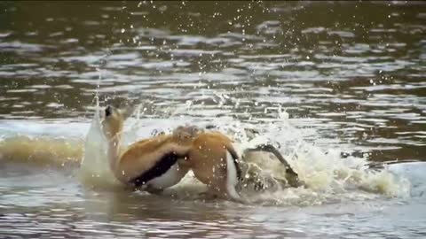 Food for crocodiles