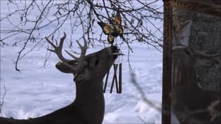 Rescued Deer Licks Wind Chimes