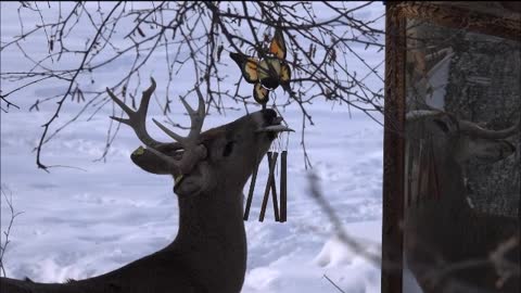 Rescued Deer Licks Wind Chimes