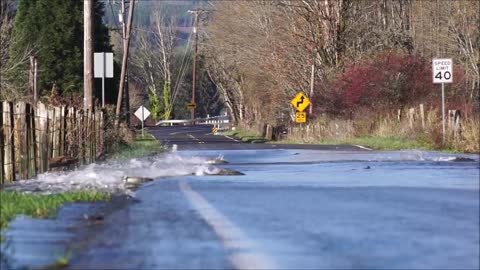 Skokomish River salmon cross the road