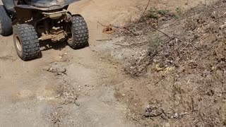 Young Western diamondback rattlesnake