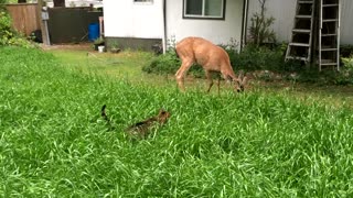 This Cat Stalks A Deer But Ends Up Falling In Love With It
