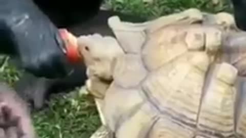 Did you see the monkey feeding the turtle?