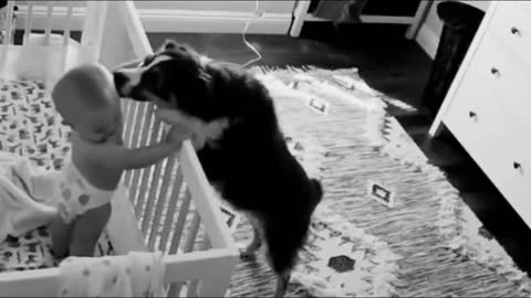 The camera recorded what this dog does at night with the baby!