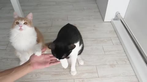 CAT TRAINING. How to train cats easy!!