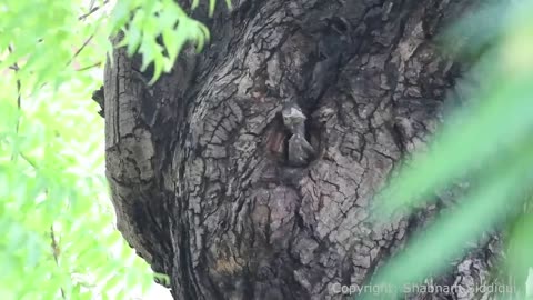 Hornbill chicks leaving nest