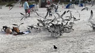 Seagulls Went Savage On Leftovers