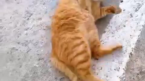 to meet a cheese cat