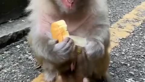 smart Cute Baby Monkey eating