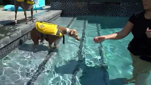 Teaching & training to my dogs how to swim