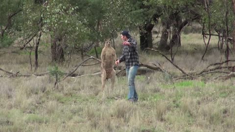 Man Punches a Kangaroo in the Face to Rescue His Dog ||