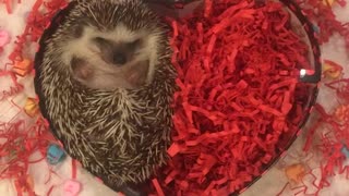 Tiny hedgehog hides in red chocolate box