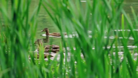 Ducks in the pond swim