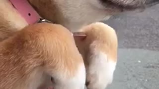 Shiba puppy dog runs in air pink collar