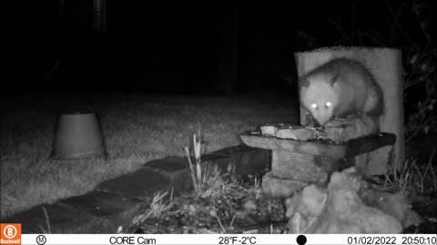 Backyard visitors in the night - Bowling Green Kentucky